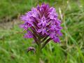 2012-0719-1540_Pyramidal_Orchid_Box_Hill_17C